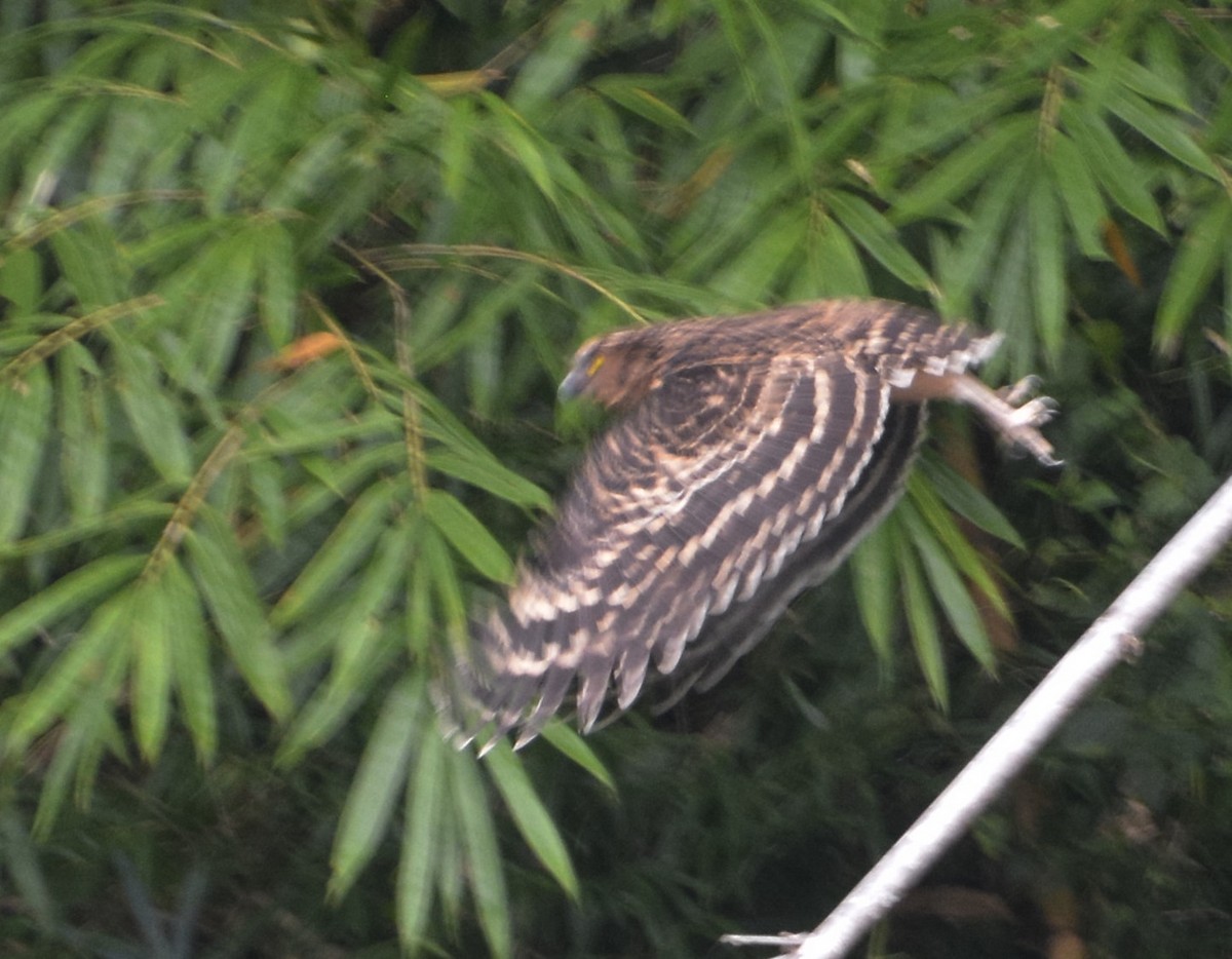 Buffy Fish-Owl - Laurel Parshall