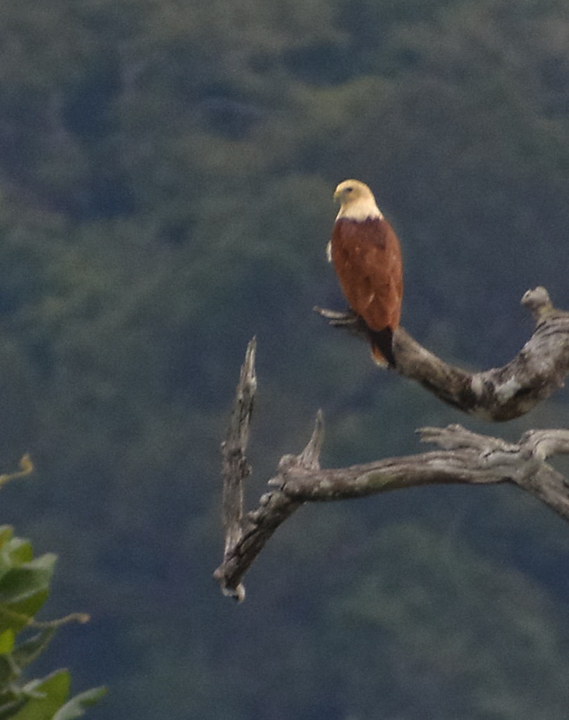 Brahminy Kite - ML615528931