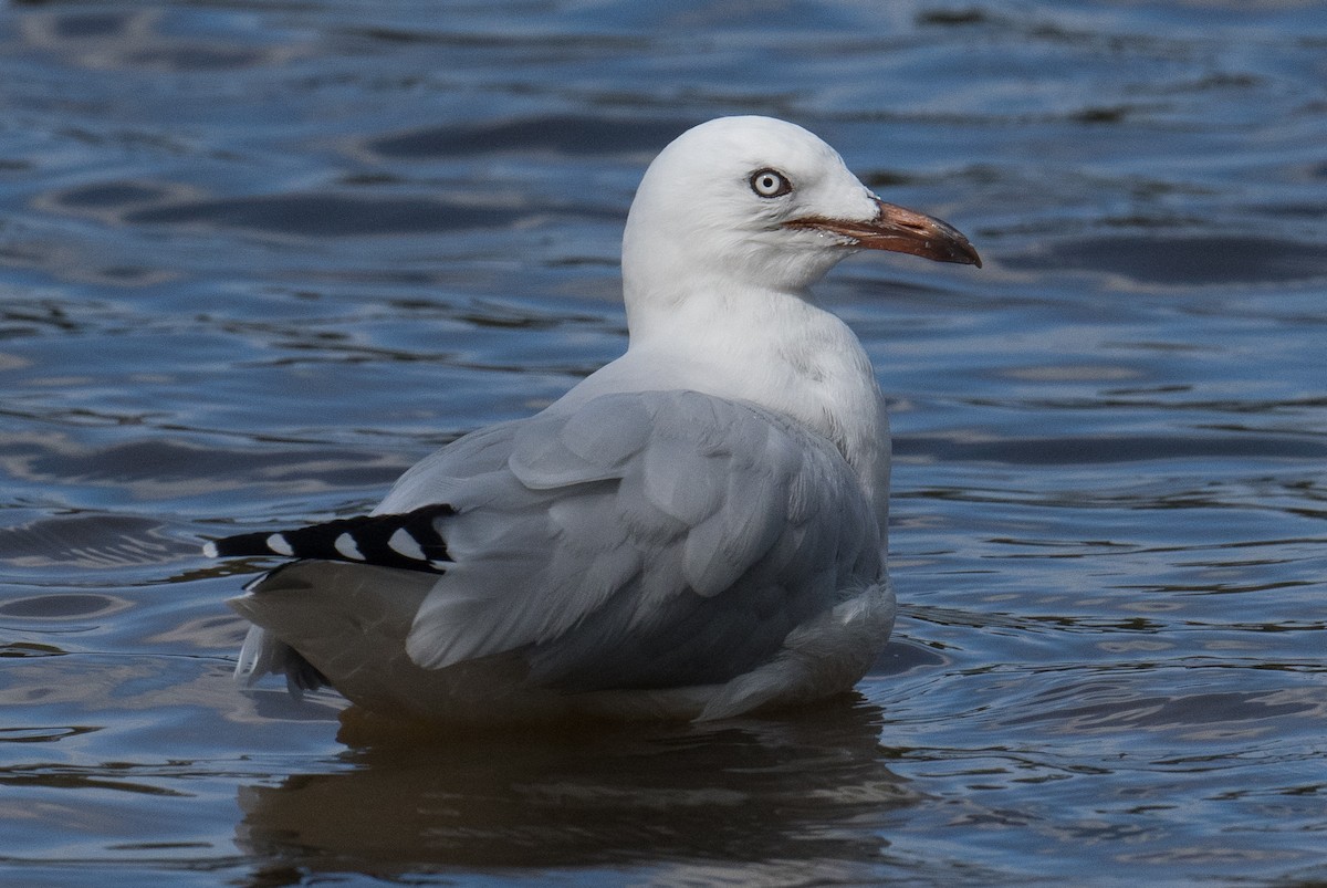 Silver Gull - ML615528940