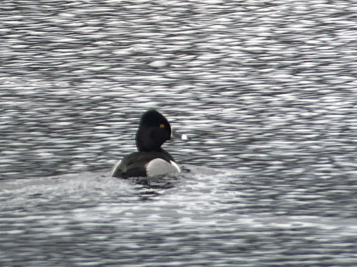 Ring-necked Duck - Craig R Miller