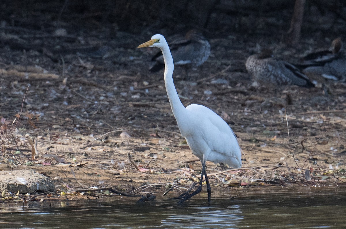 Great Egret - John Daniels