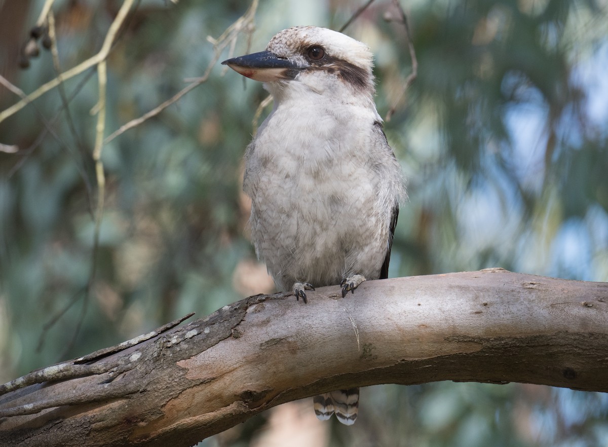 Laughing Kookaburra - John Daniels