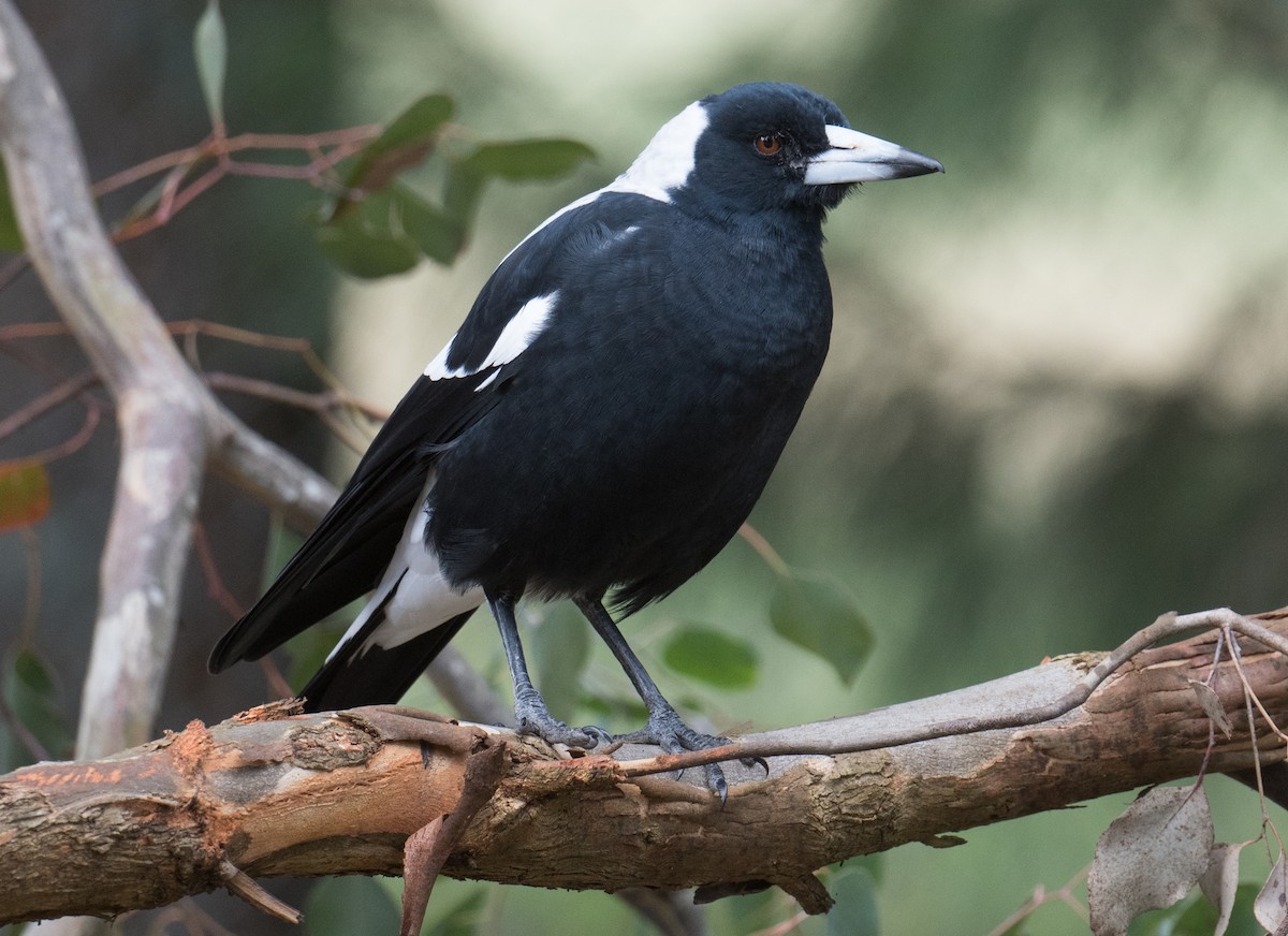 Australian Magpie - ML615528968