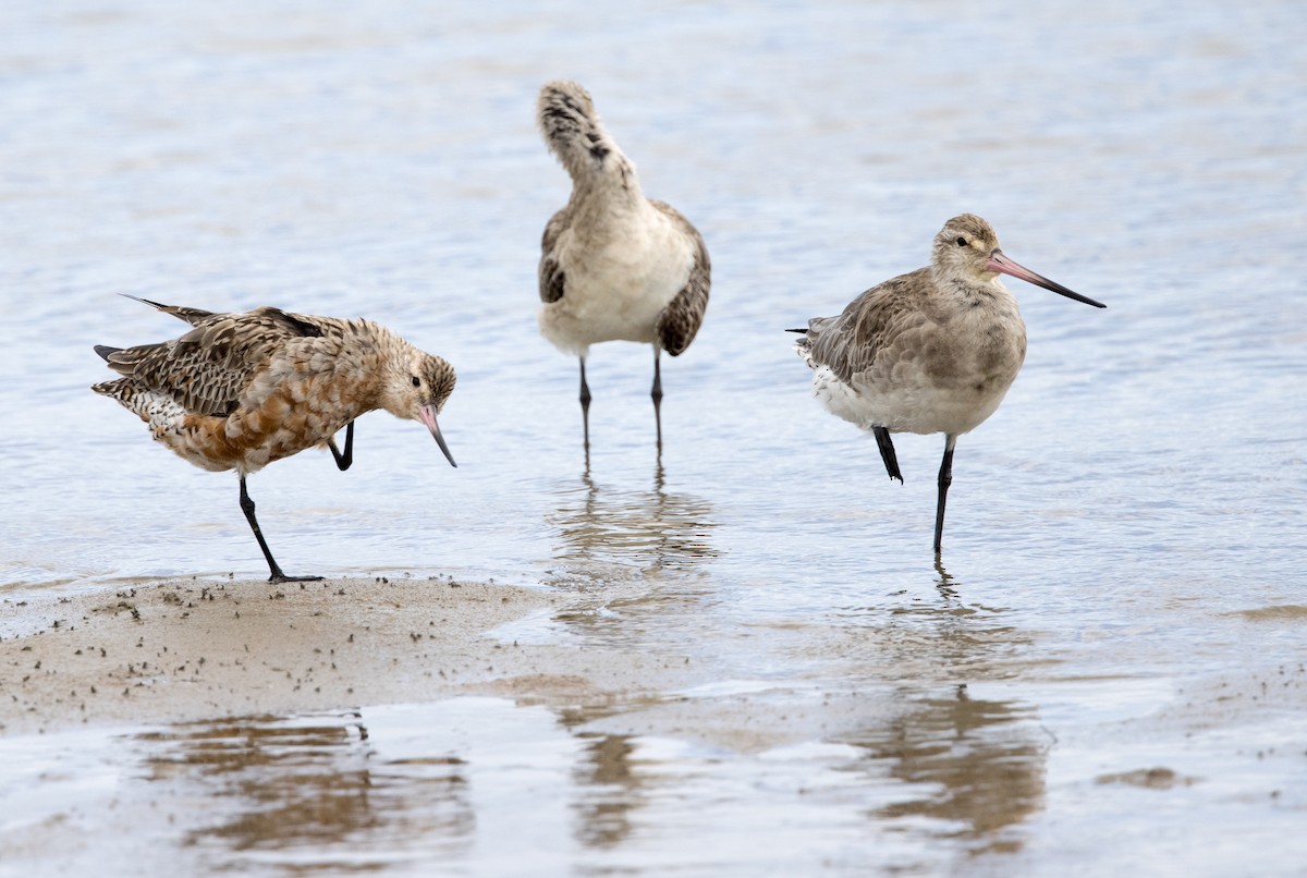 Bar-tailed Godwit (Siberian) - Chris Barnes