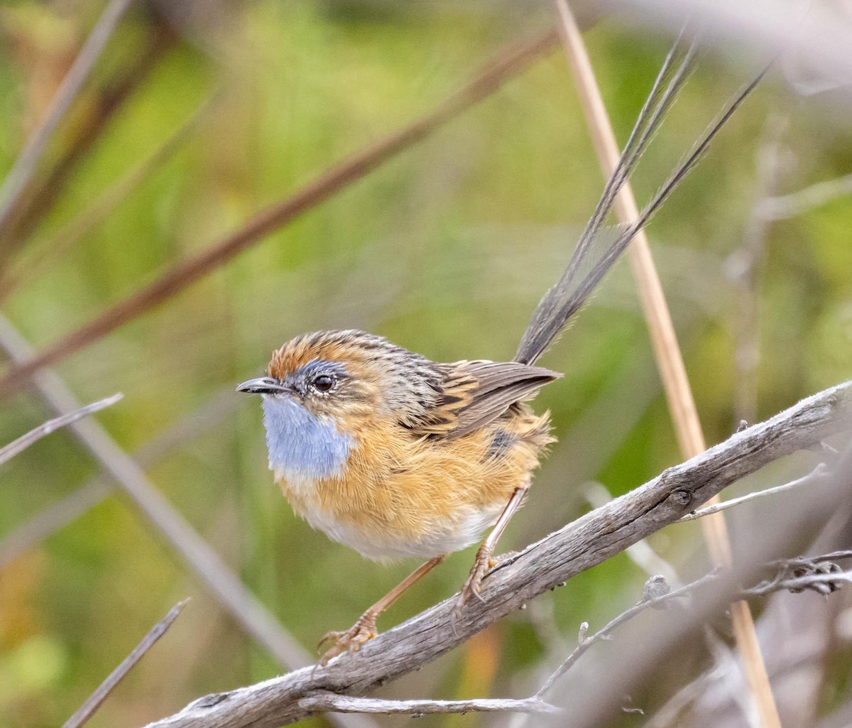 Southern Emuwren - ML615528990