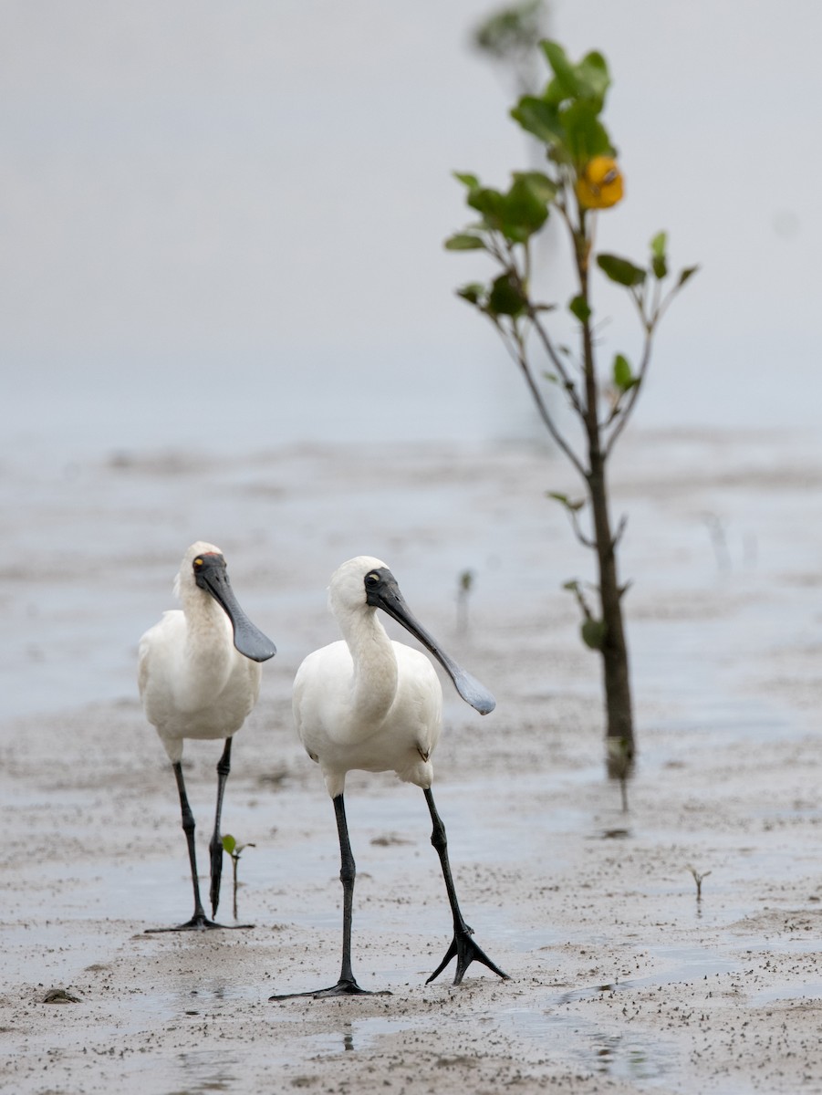 Royal Spoonbill - Chris Barnes