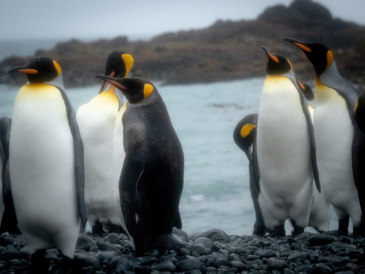 King Penguin - ML615529004