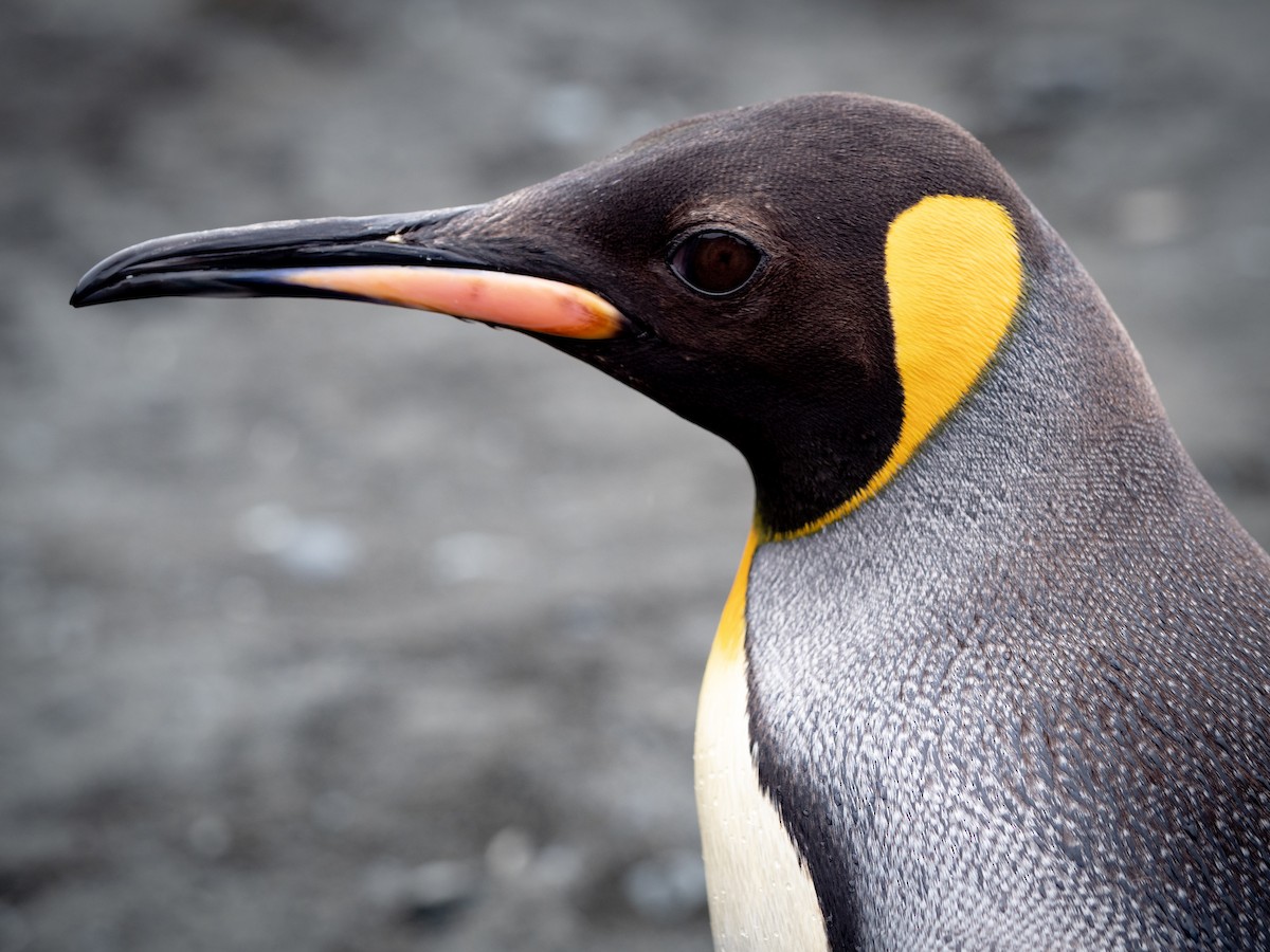 King Penguin - ML615529005