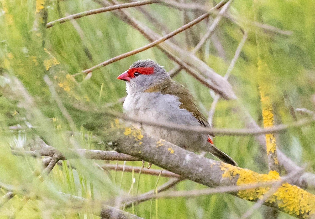 Red-browed Firetail - ML615529022