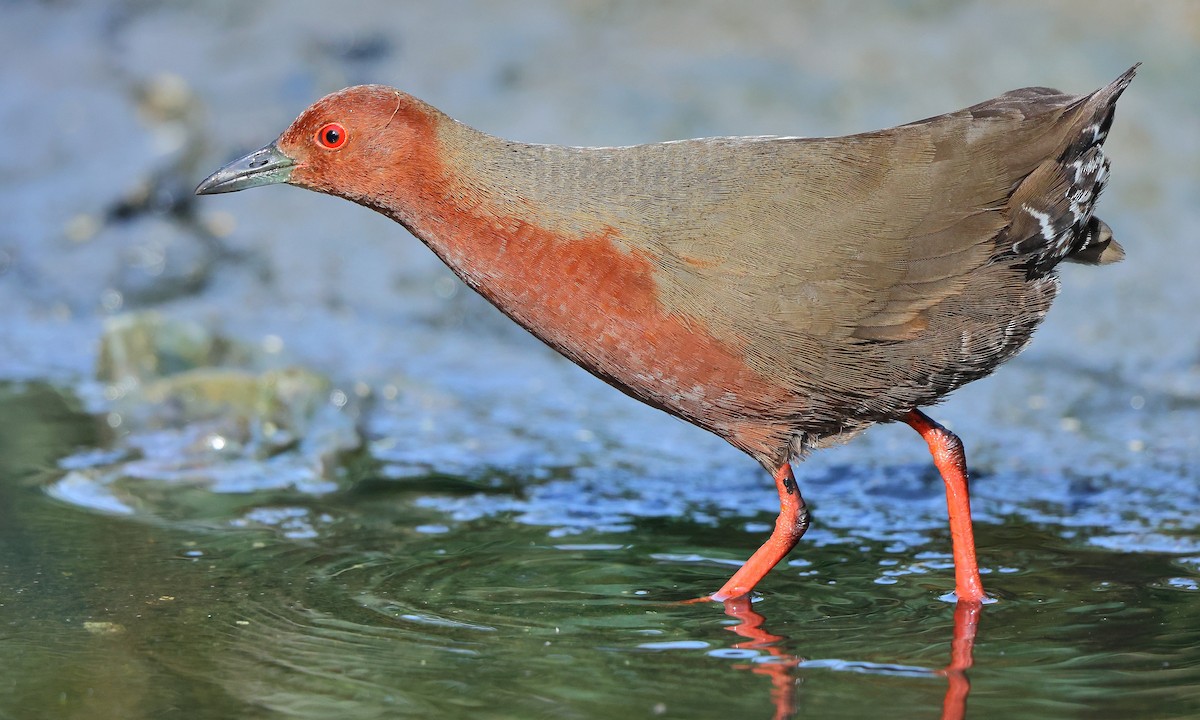 Ruddy-breasted Crake - ML615529037