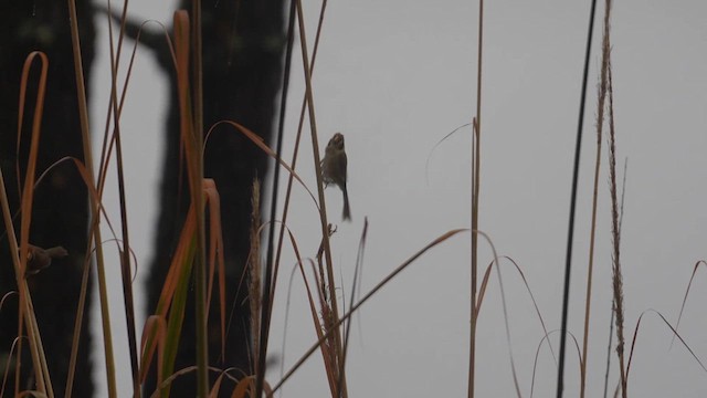 Spot-breasted Parrotbill - ML615529046