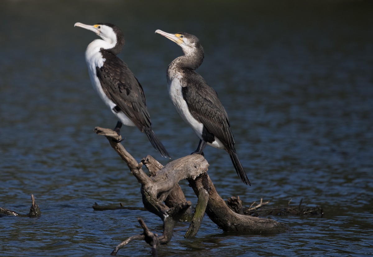 Pied Cormorant - Chris Barnes