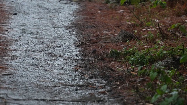 チャムネヒタキ - ML615529064