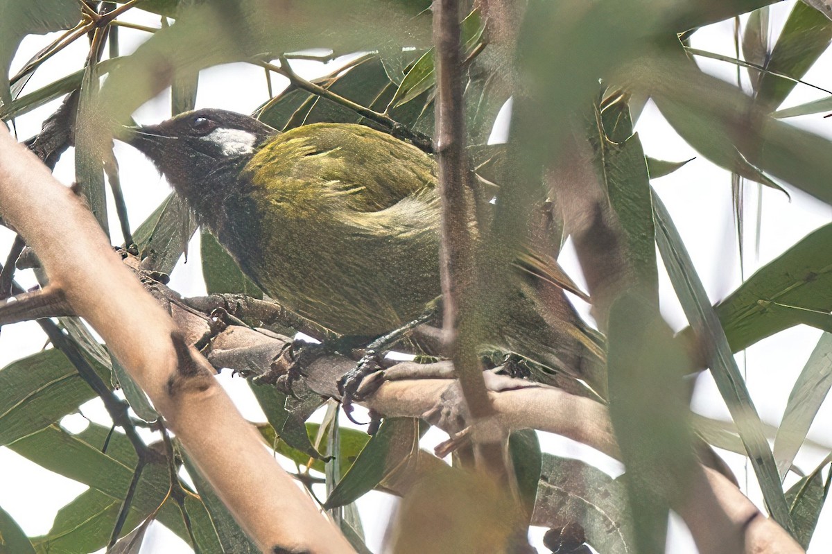 White-eared Honeyeater - ML615529070