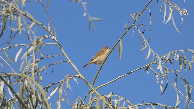 Blyth's Reed Warbler - ML615529085