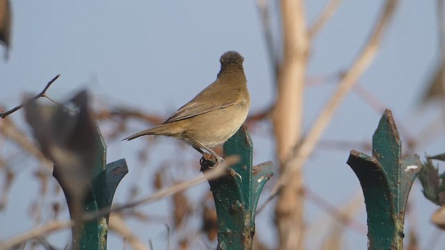 Blyth's Reed Warbler - ML615529090