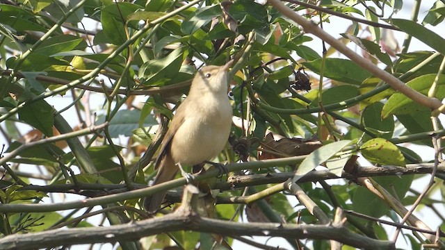 Blyth's Reed Warbler - ML615529091