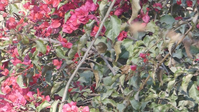 Blyth's Reed Warbler - ML615529092