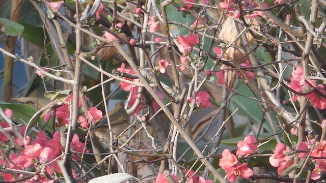 Blyth's Reed Warbler - ML615529096