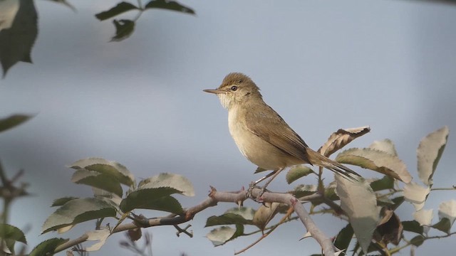 Blyth's Reed Warbler - ML615529099