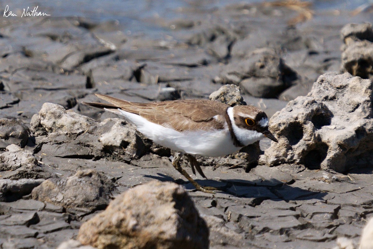 Little Ringed Plover - ML615529136