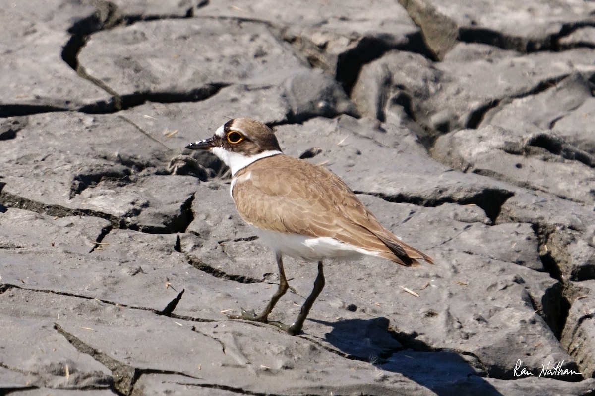 Little Ringed Plover - ML615529137