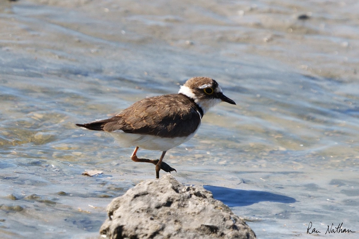 Little Ringed Plover - ML615529138