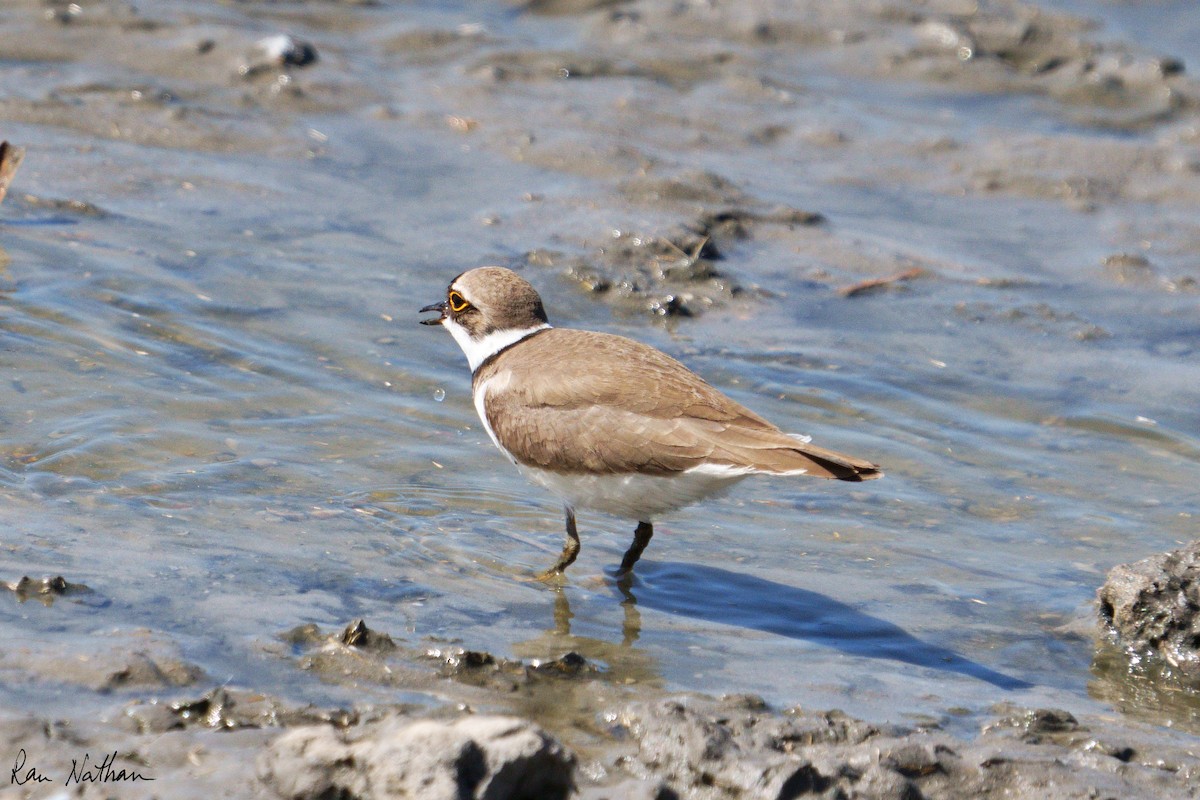 Little Ringed Plover - ML615529139