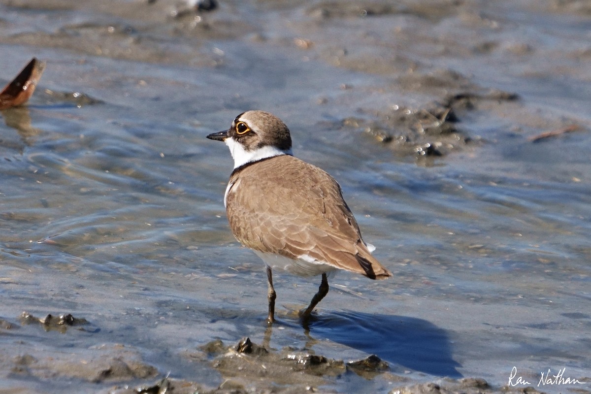 Little Ringed Plover - Ran Nathan