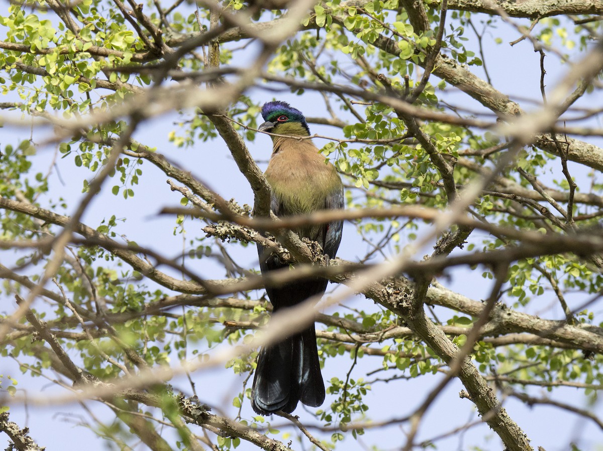 Purple-crested Turaco - ML615529200