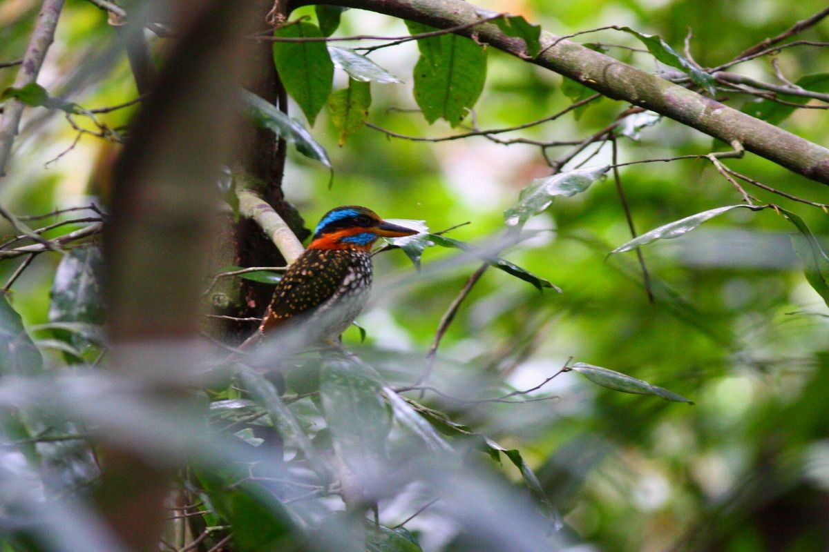 Spotted Kingfisher - ML615529236
