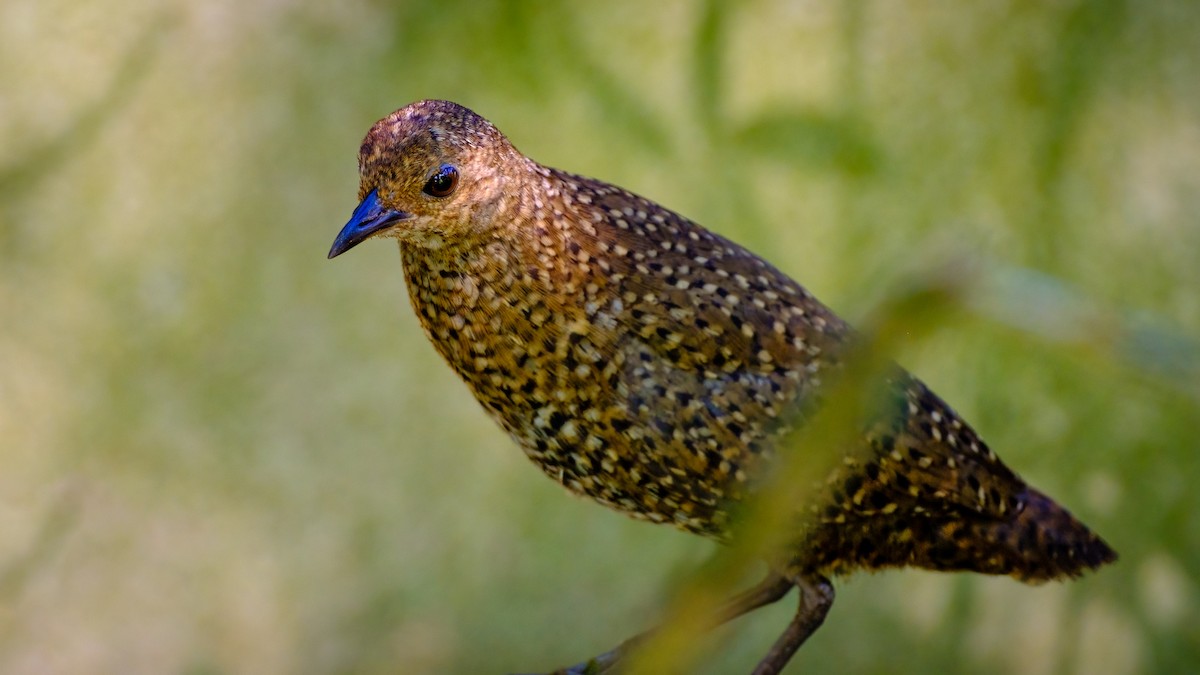 Buff-spotted Flufftail - ML615529239