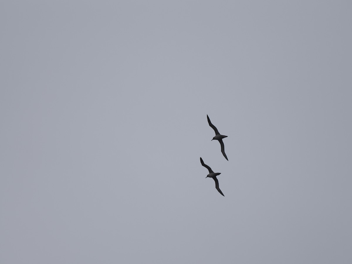 albatros světlehřbetý - ML615529290