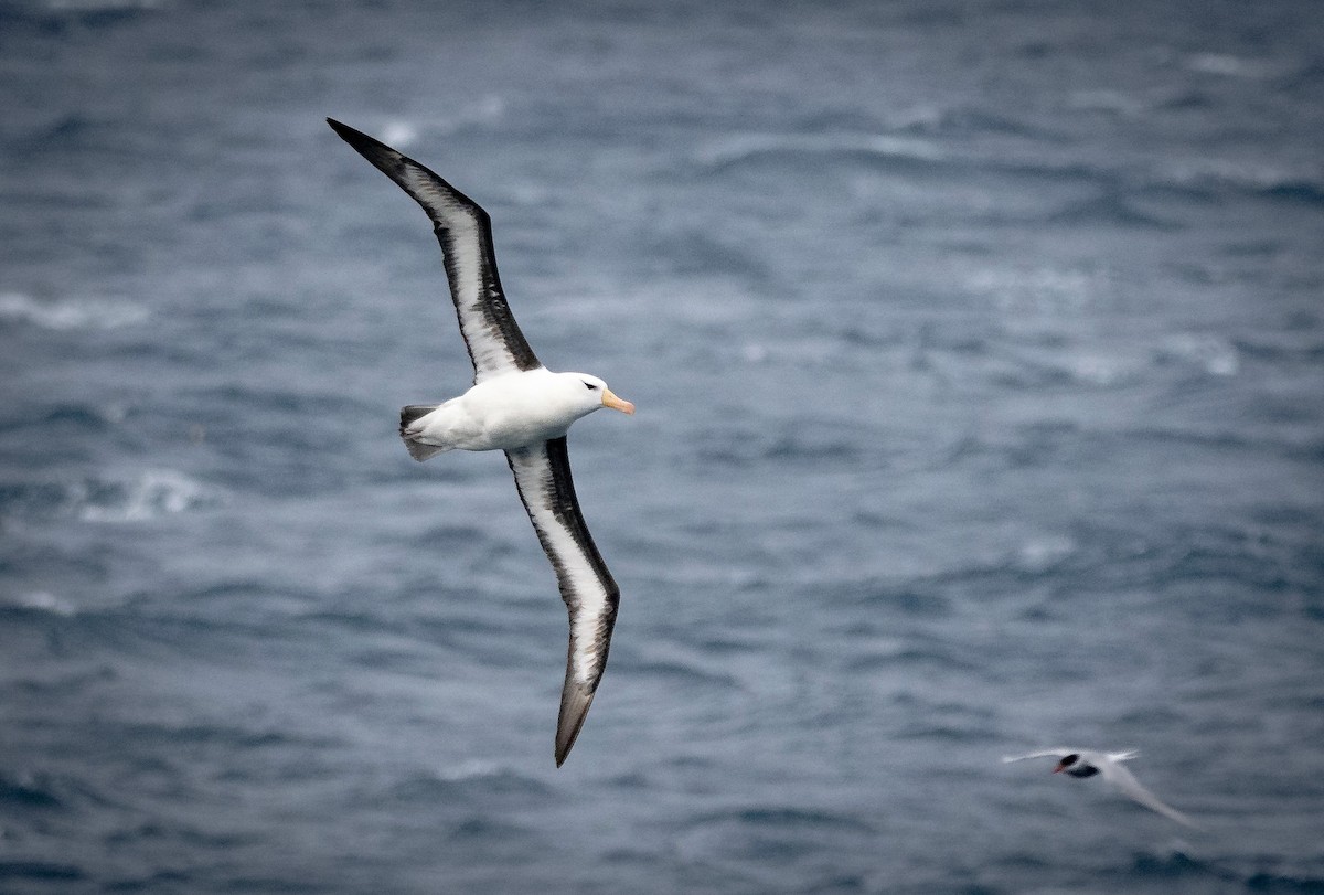 Black-browed Albatross - ML615529292