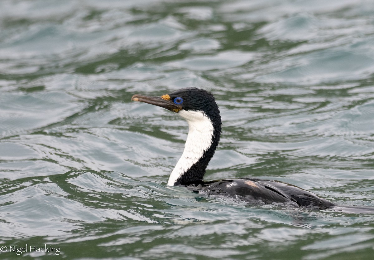 Cormorán de Macquarie - ML615529301