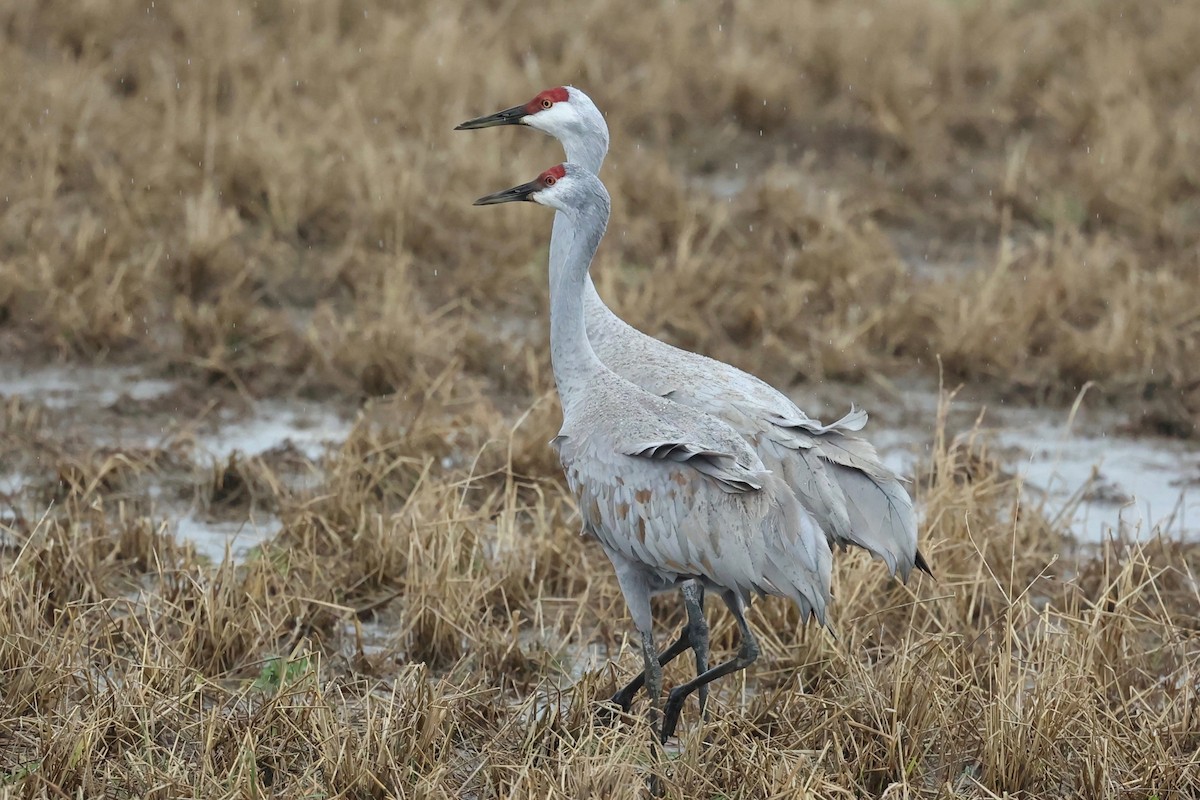 Grulla Canadiense - ML615529347