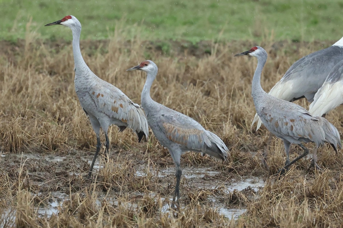 Grulla Canadiense - ML615529348