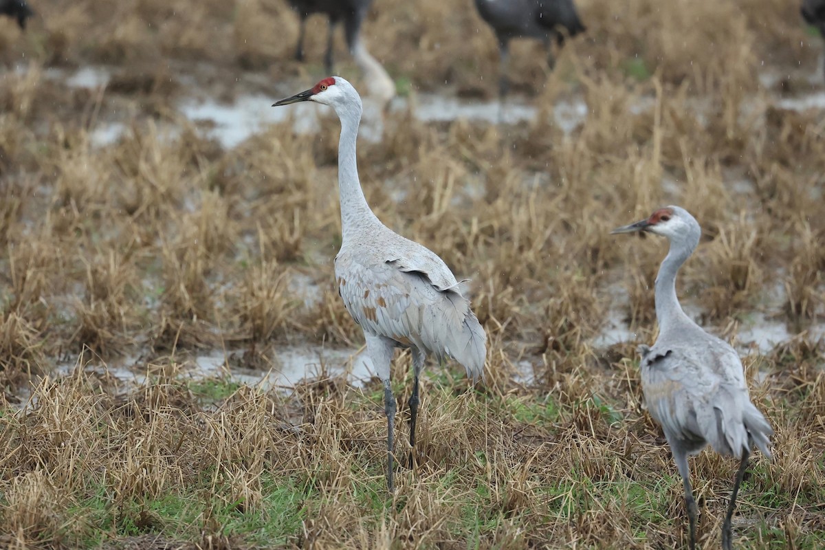 Grulla Canadiense - ML615529349
