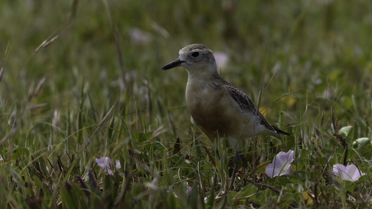 Red-breasted Dotterel (Northern) - ML615529362