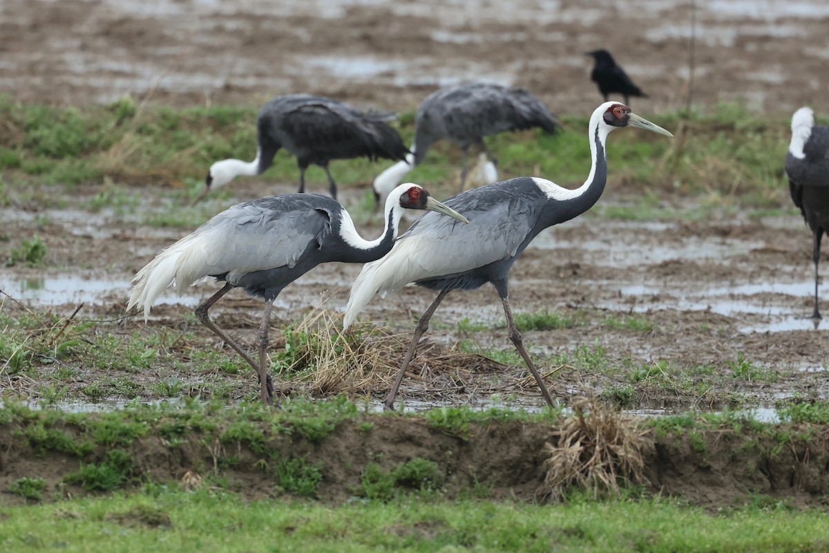 Grulla Cuelliblanca - ML615529371