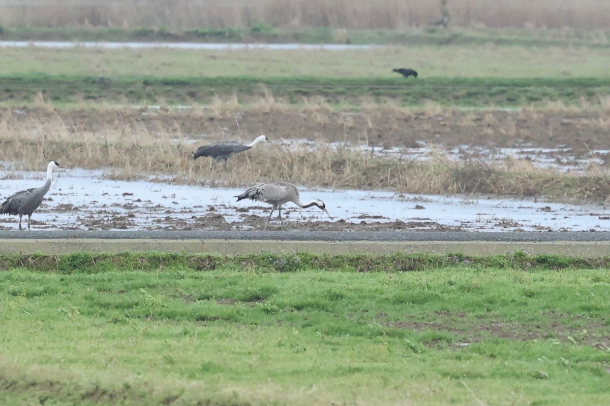 Grulla Común - ML615529375