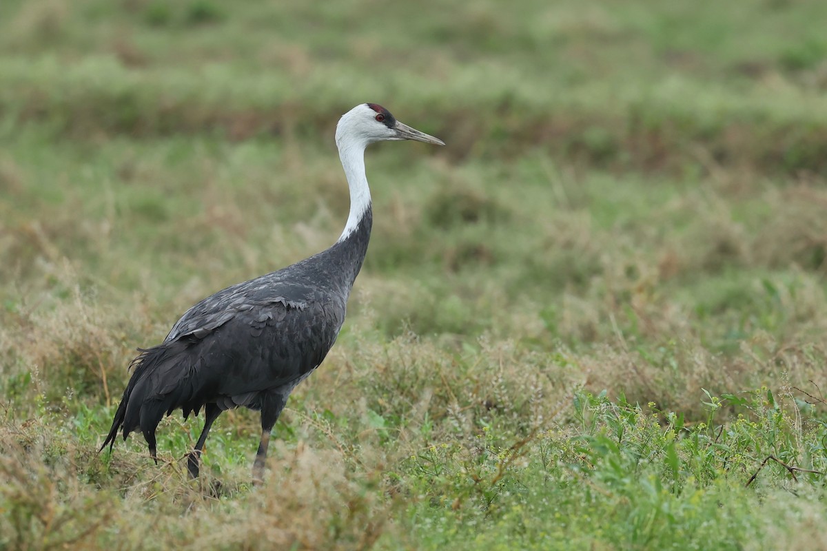 Grulla Monje - ML615529376