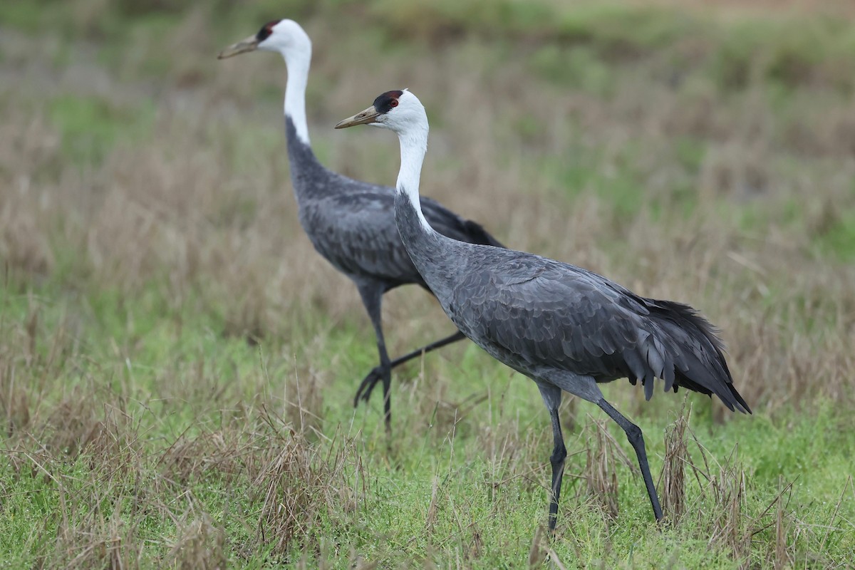 Hooded Crane - ML615529378