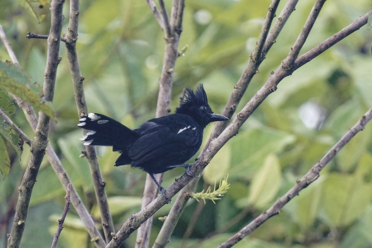 Glossy Antshrike - Holger Teichmann