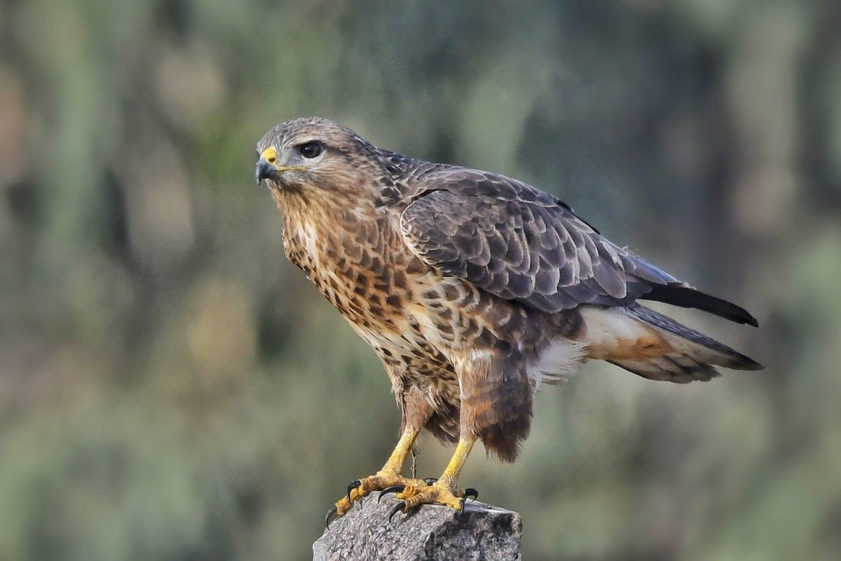 歐亞鵟 - ML615529396