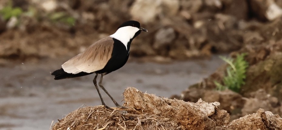 Spur-winged Lapwing - ML615529408