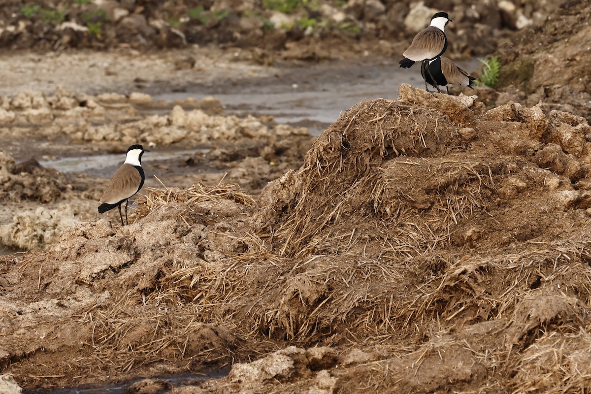 Spur-winged Lapwing - ML615529409