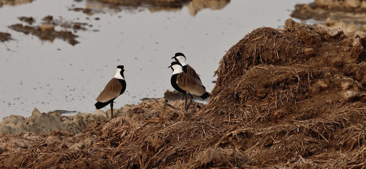 Spur-winged Lapwing - ML615529410