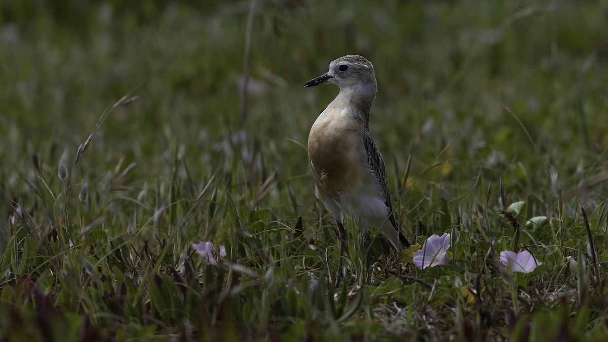 Red-breasted Dotterel (Northern) - ML615529457
