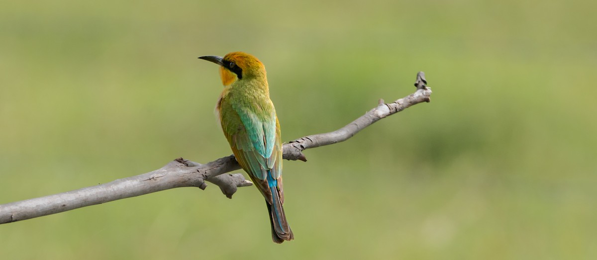 Rainbow Bee-eater - Ben Milbourne